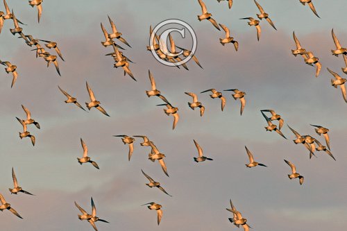  Golden Plover in Flight DM1694